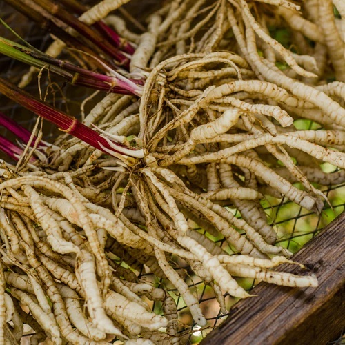 skirret 3.jpg
