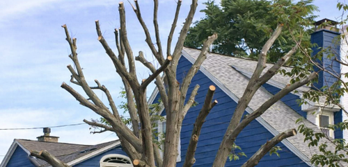 Why “Topping” Trees Is a Crime Against Arboriculture.png