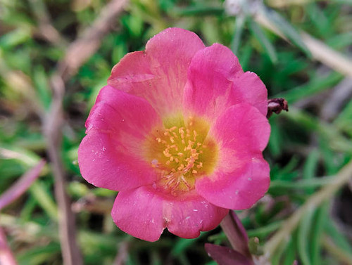 These are extreme close-up shots of the pink Moss Rose.jpg