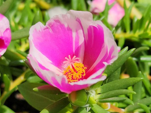 The pink and white flower of Portulaca grandiflora showcases a delicate color combination, with thin.jpg