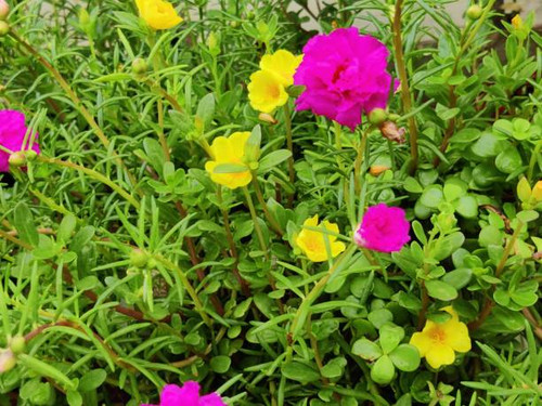 Pink Mose Roses. Bloomed Flowers at home. House plants. Home garden shot..jpg