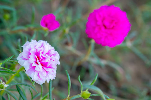 closeup pink moss rose or purslane blooming in garden.jpg
