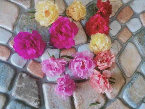 moss rose, rose moss, sun plant, japanese rose close-upblossom  at ten o clock in the morning. Portu.jpg