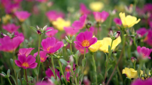 pink yellow flower close-up of nature scene.jpg