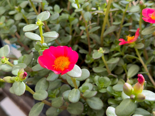 A view of a pink purslane flower, on display at the nursery..jpg