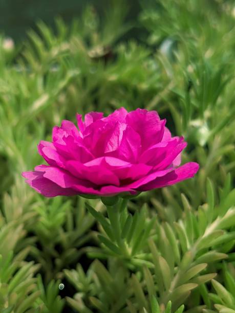 The moss rose plant is a beautiful addition to any garden or patio. It is easy to care for and bloom.jpg