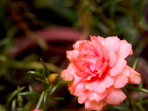 OLYMPUS DIGITAL CAMERA.jpg