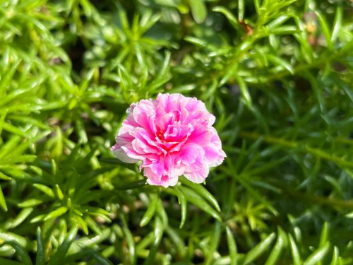 Portulaca grandiflora is a succulent flowering plant in the family Portulacaceae..jpg