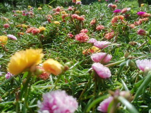 moss rose, rose moss, sun plant, japanese rose in the garden in Malaysia. blossom  at ten o clock in.jpg