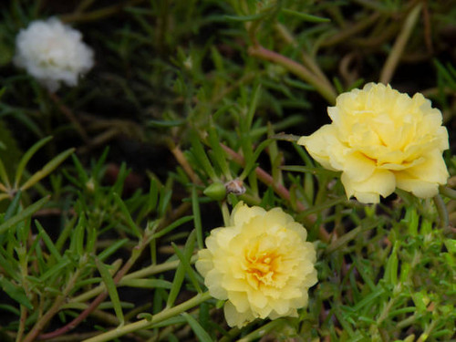 two portulaca Grandiflora rose moss yellow flower in the garden. selective focus only flower in thai.jpg