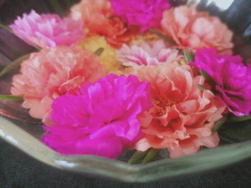 moss rose, rose moss, sun plant, japanese rose in a glass bowlblossom  at ten o clock in the morning.jpg
