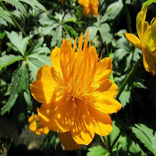 Trollius3.jpg