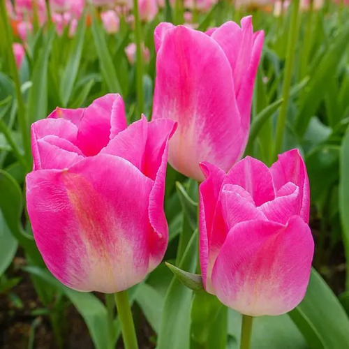 tulip P3.jpg