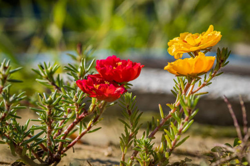 Red and yellow rose moss or rock rose (Portulaca grandiflora) in the garden.jpg