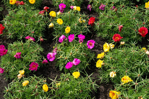 Multicolored purslane flowers between fresh, green, leaves.jpg