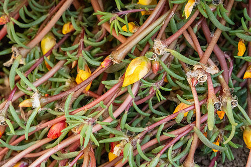 Delicate moss rose buds, flowers, and seed pods growing on green and red stems in summer.jpg