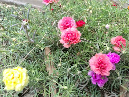 Magenta pulsing stems spread along the surface of the foliage: single leaves. Alternating oval leave.jpg