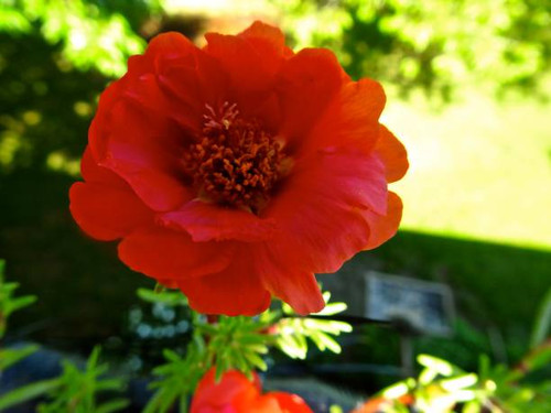 Red Moss Rose.jpg
