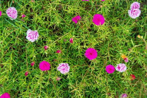 Multi-colored flower background and Common Purslane flower.jpg