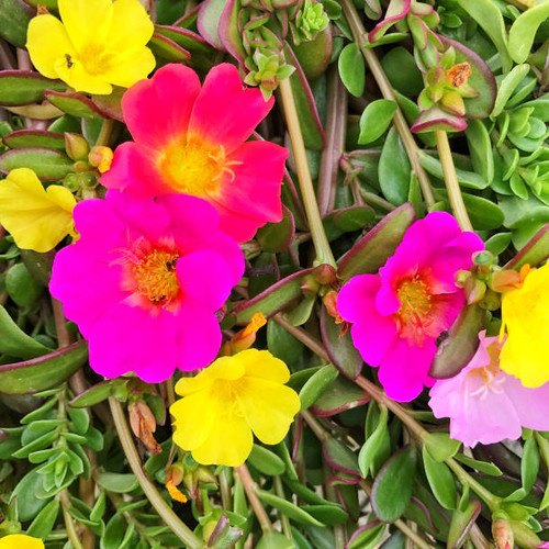 Close-up of beautiful portulaca flowers..jpg