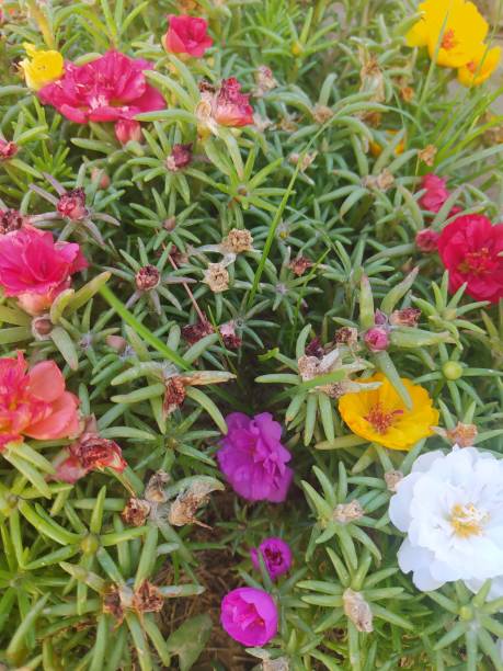 Multicolored purslane plante grasse.jpg