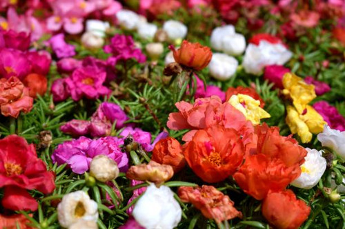 Lot of multicolored flowers in garden.jpg