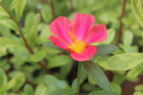 Rose Moss is an ornamental plant belonging to the Portulacaceae family originating from South Americ.jpg