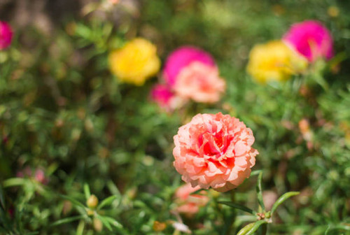 Close up orange Portulaca, scientific name "Portulace grandiflora".jpg