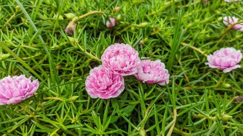 Paeonia lactiflora is a species of herbaceous perennial flowering plant in the family Paeoniaceae, n.jpg