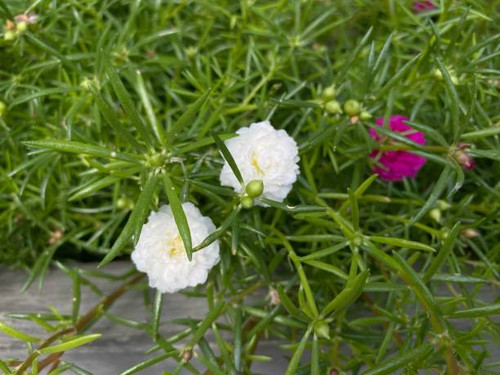 ornamental plants for the yard and fence.jpg