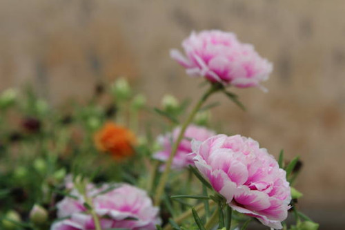 flower natural images.jpg