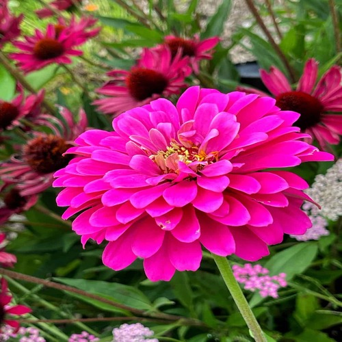 Zinnia p 3.jpg