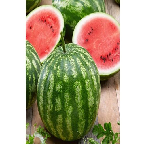 Cal Sweet Bush watermelons.jpg