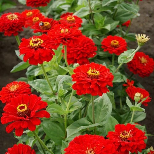 Zinnia3 red.jpg