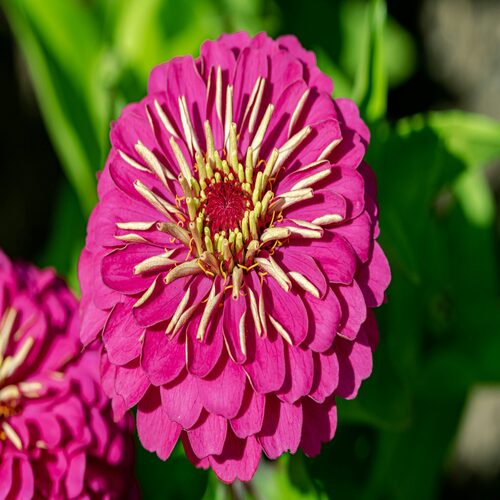 Zinnia p 1.jpg