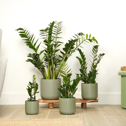Zamioculcas 1.jpg