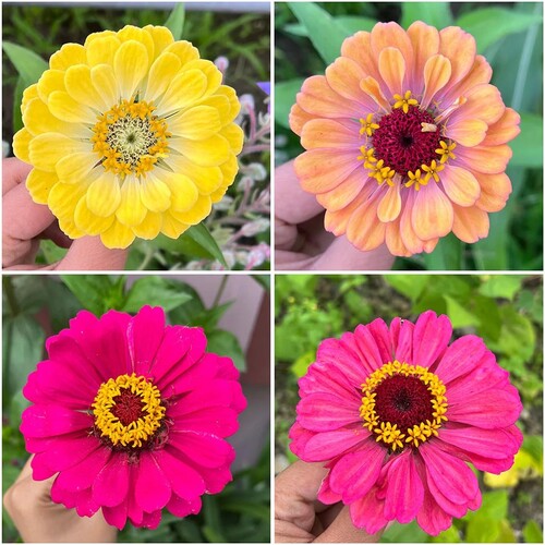 Zinnia3 mixed.jpg