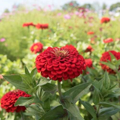 Zinnia3red.jpg