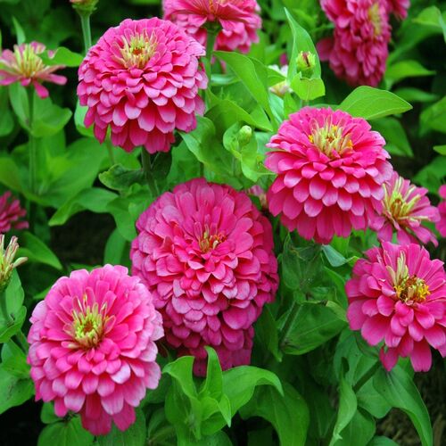 Zinnia p 2.jpg