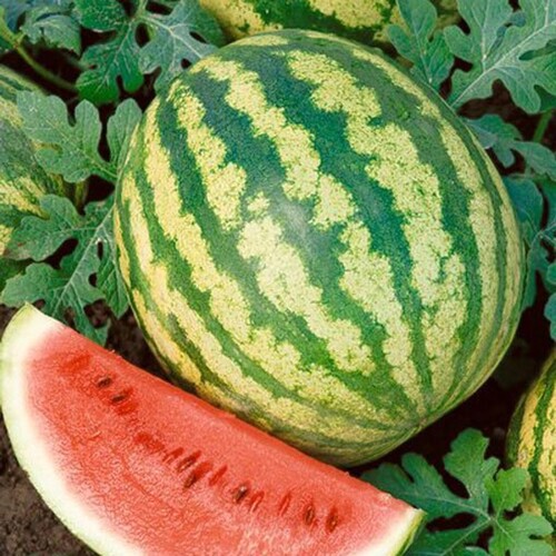 watermelon 3.jpg