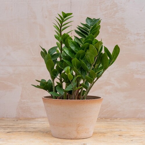 Zamioculcas 3.jpg