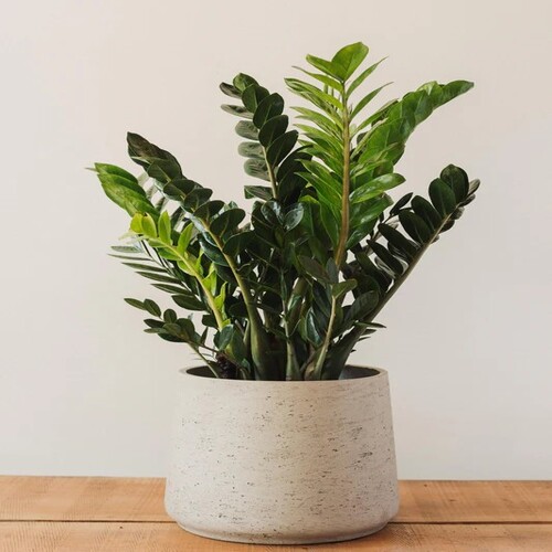 Zamioculcas 2.jpg