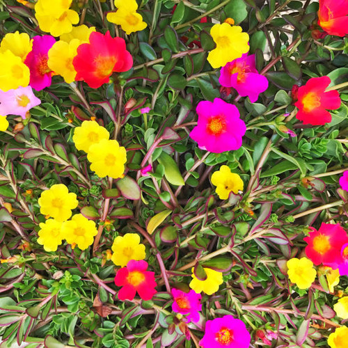 Close-up of beautiful portulaca flowers..jpg
