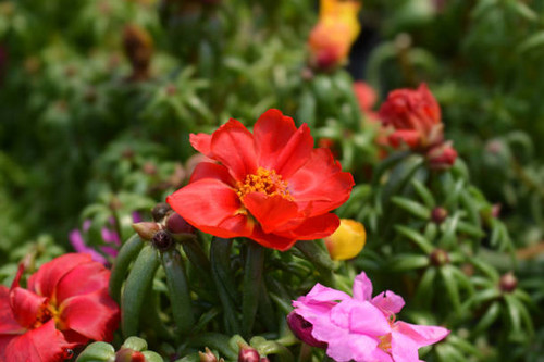 Moss-rose purslane flowers - Latin name - Portulaca grandiflora.jpg