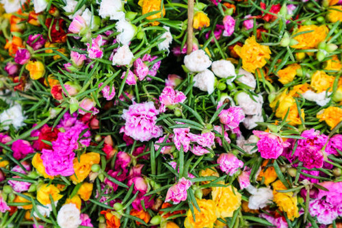 multicolor of Portulaca grandiflora flower blooming in garden after drain drop.jpg