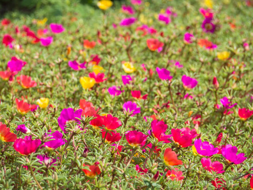 Multicolored unfocused floral background. Flower meadow with lots of small multicolored flowers..jpg