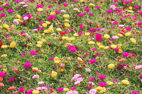 Passiflora foetida..jpg