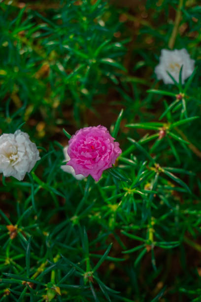 Peony Flower Close-Up Blur Background. Wallpaper.jpg