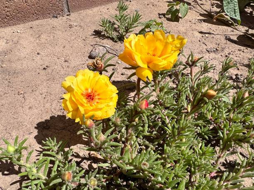 Close-up of vibrant yellow flowers blooming in a garden with bright petals and succulent green leave.jpg
