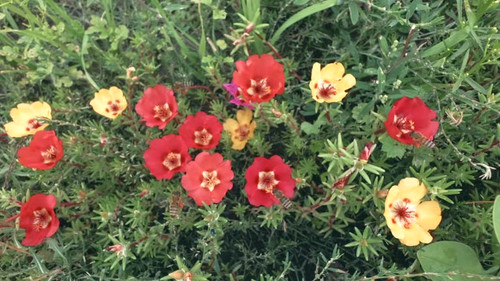 Hello spring. Bees collects nectar on summer lawn. Beekeeping and entomology concept. Collection of .jpg